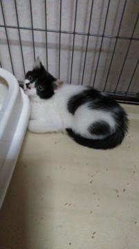 お利口さん子猫