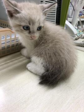 お目目の綺麗な美猫くん