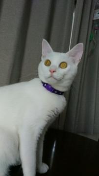 手足の長い美猫男子