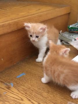 ふわふわの男の子