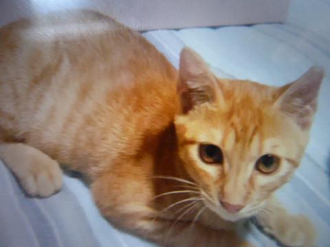 可愛い茶トラの女の子