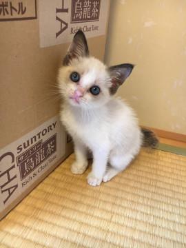 シャムミックスちゃん