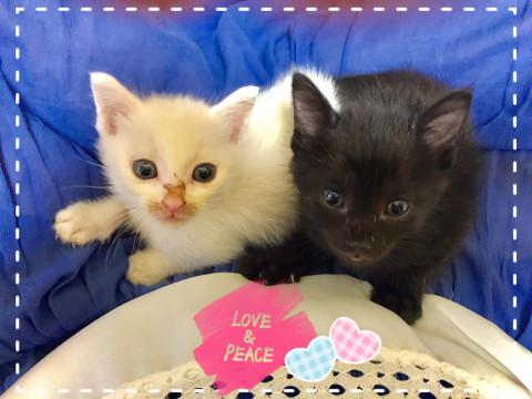 ペアでお見合いが決まりました＼(^o^)