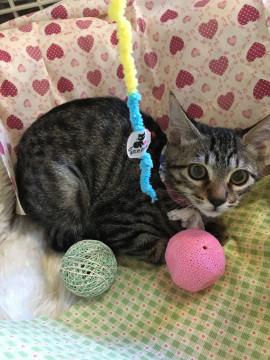 小柄で静かなメスキジちゃん5ヶ月