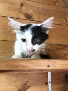 フワフワ牛柄の女の子！