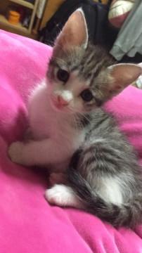 タレ目がかわいいサバシロちゃん（黄）