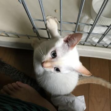 食パン色の男の子