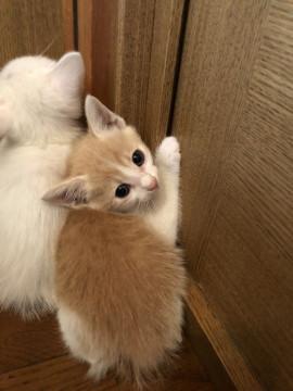 きれいな茶白のオスです