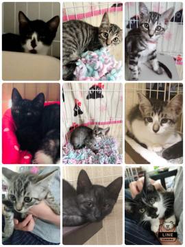子猫10匹 います