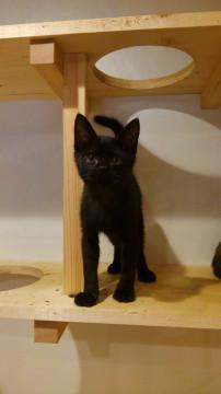 抱っこが大好きとっても甘えん坊黒猫くん