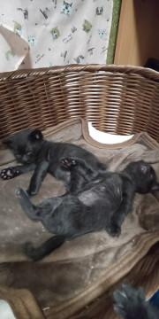 生後１ヶ月になります、黒猫です☆ミ