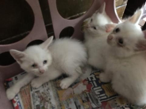 白猫の子猫ちゃん
