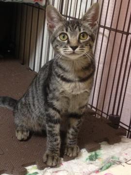 美しいキジ猫3ヶ月メス
