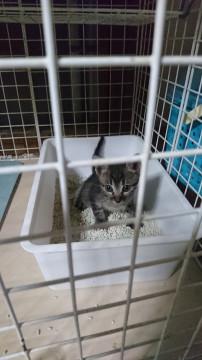 元気な２ヶ月の男の子