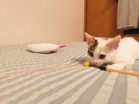 ゴロごろ可愛いおんなのこ♡
