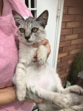 綺麗なシルバー色です！