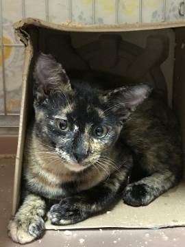 期間延長のサビ猫ちゃん