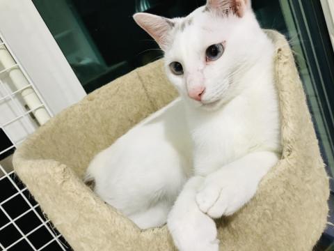 スタイル抜群なグレ白＊銀丸