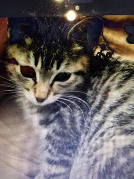 A   チャトラ  先ぽカギしっぽ