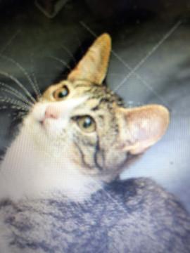 Ｂ まん丸しっぽ