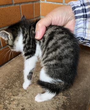 D   手足  白ちゃん