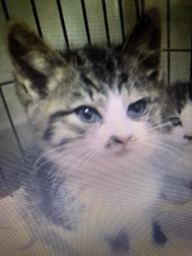 C  しっぽ真っ直ぐ