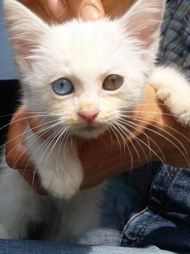 白猫オッドアイ、元飼い猫らしく人恋しがる