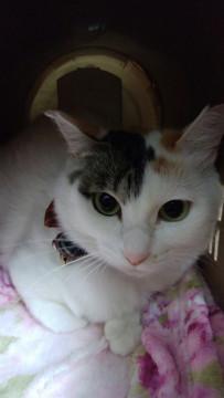 求む！二度の飼育放棄ミケちゃんに家族を！