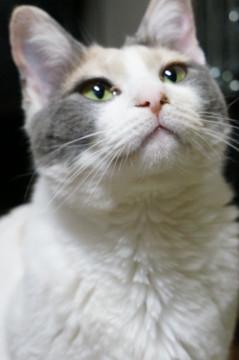 美人なパステル三毛