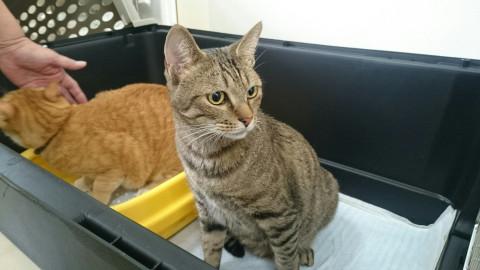 倉敷市真備町被災ねこ。ゴロくん(キジ)