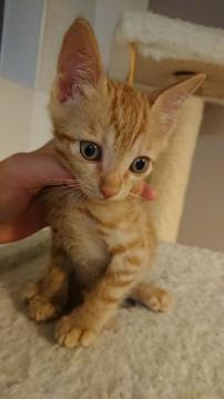 生後1.5ヶ月☆茶トラ兄妹③