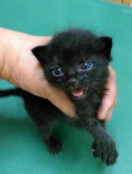 8月25日頃生まれの女の子