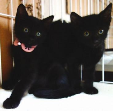 ★生後1か月の可愛い兄妹猫・はっちゃん★