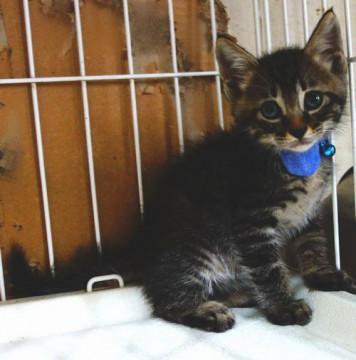 ★生後1か月の可愛い兄妹猫・めぐお★