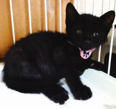 ★生後1か月の可愛い兄妹猫・くまちゃん♀