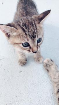 可愛い仔猫ちゃん