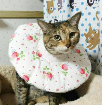 ゆったり猫ライフのお供に★テントさん