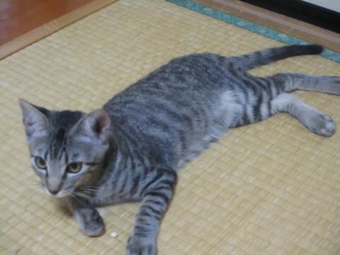 元気で甘えたさんが好きな人に