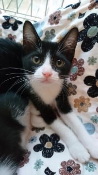 元気いっぱい【リネン】ちゃん