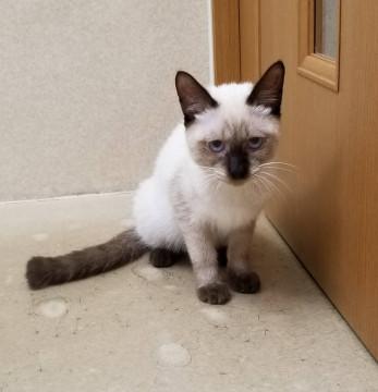 甘えん坊のシャム猫君