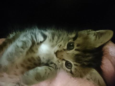 可愛いグレーキジちゃん男の子