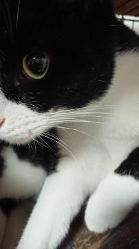 ちょっぴりシャイな翼君