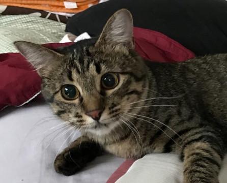 尻尾がモッフモフのキジトラちゃん♪