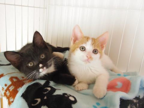 2ヶ月半遊び好き穏やか兄弟猫