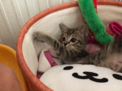 可愛いキジトラの男の子