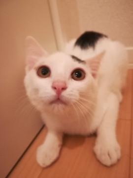 里親様決定しました