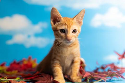 人間大好きなブラに―くん♪