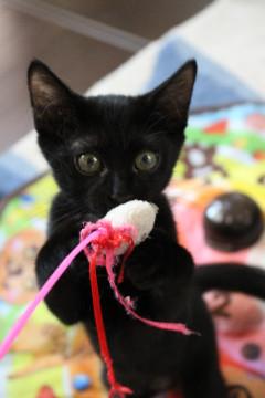 のんびり少しトロいけど可愛い黒子猫くん