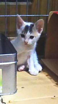 照れ屋のミケちゃん