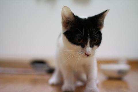 人懐っこい女の子